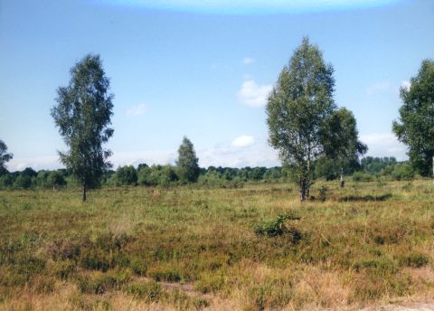 Geisterbusch:Der Geisterbusch ist eines der grten Heidegebiete in der Wahner Heide auerhalb des Flughafengelndes..